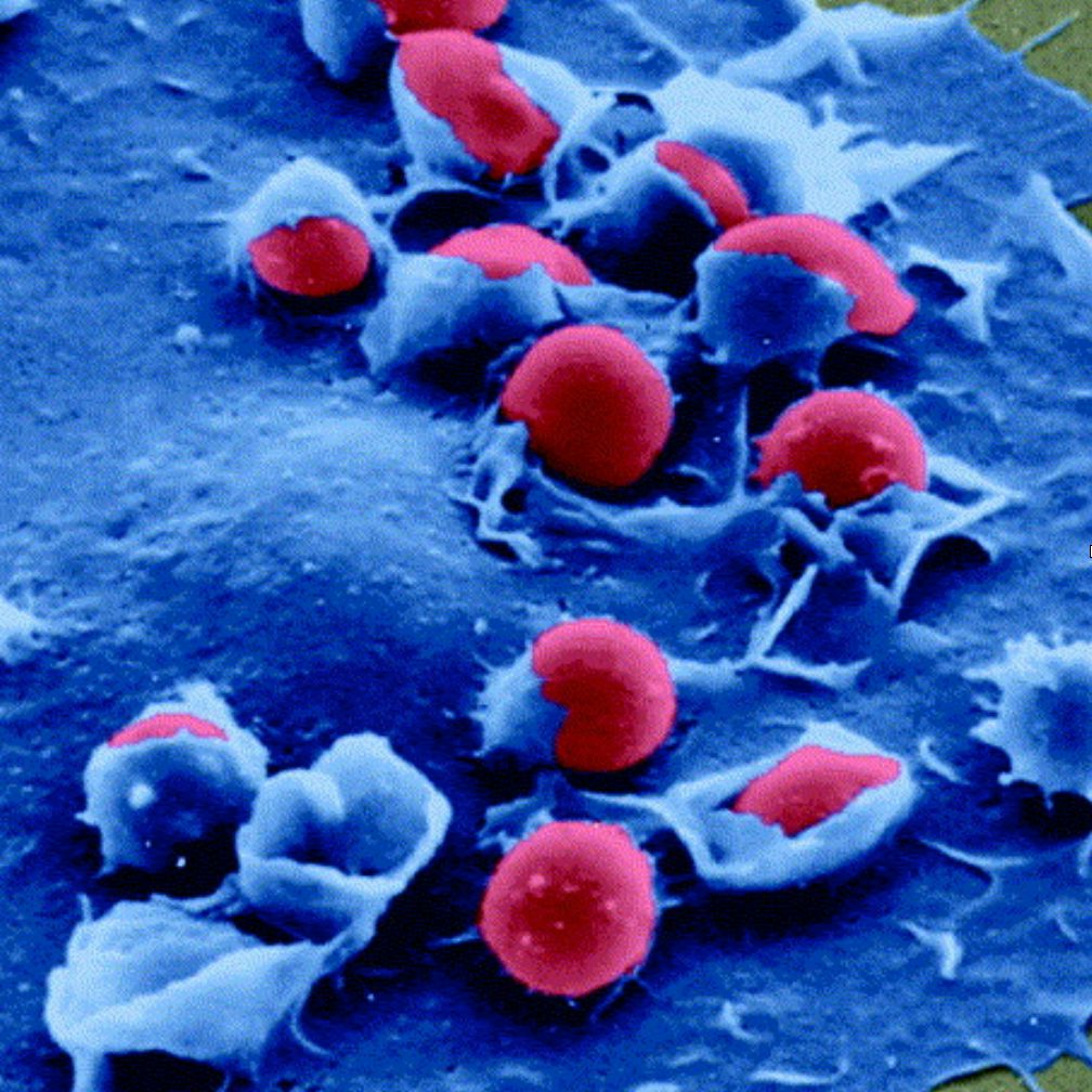 Immune networks: multi-tasking capabilities at medium load