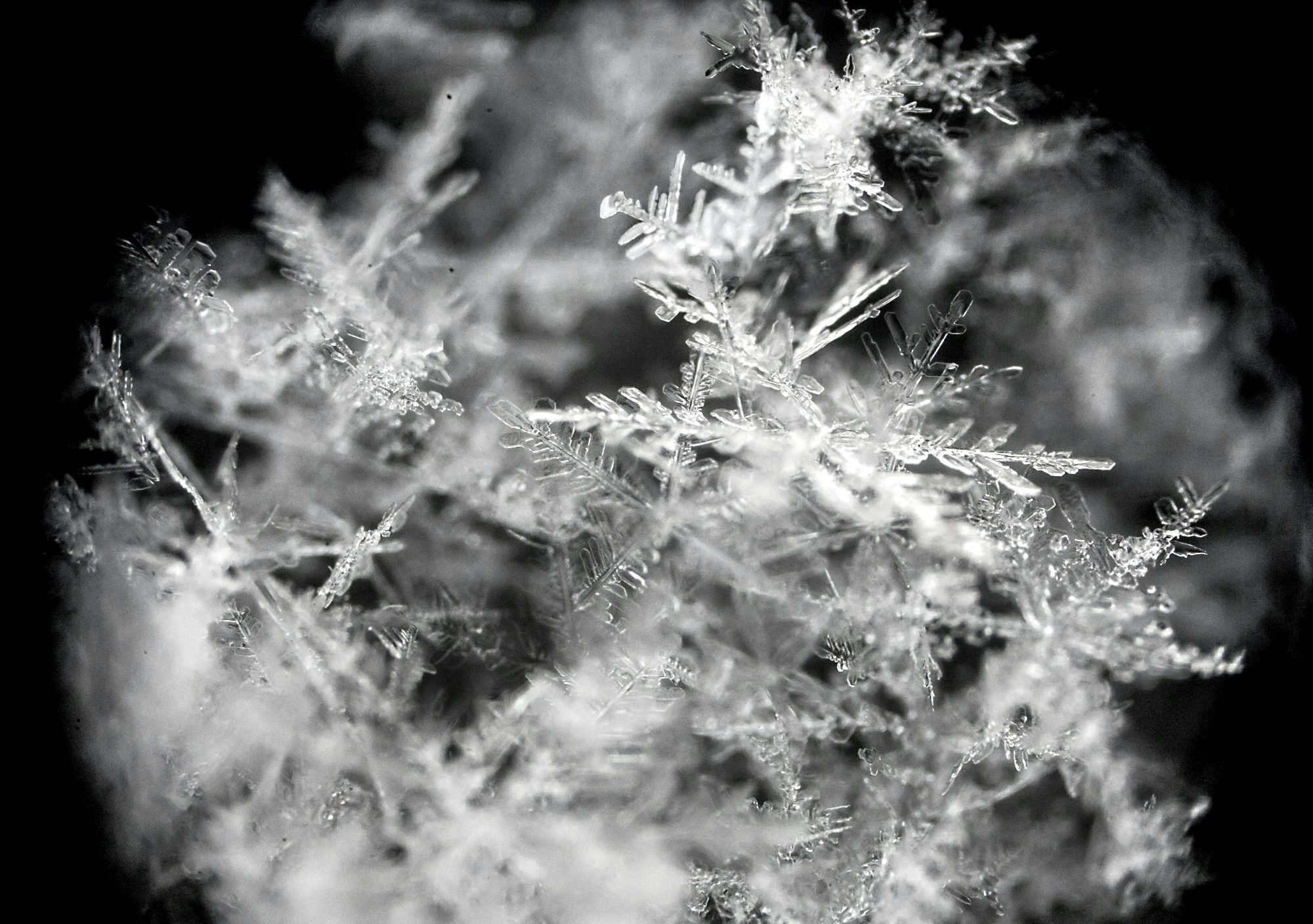 Cluster algebras: network science and machine learning