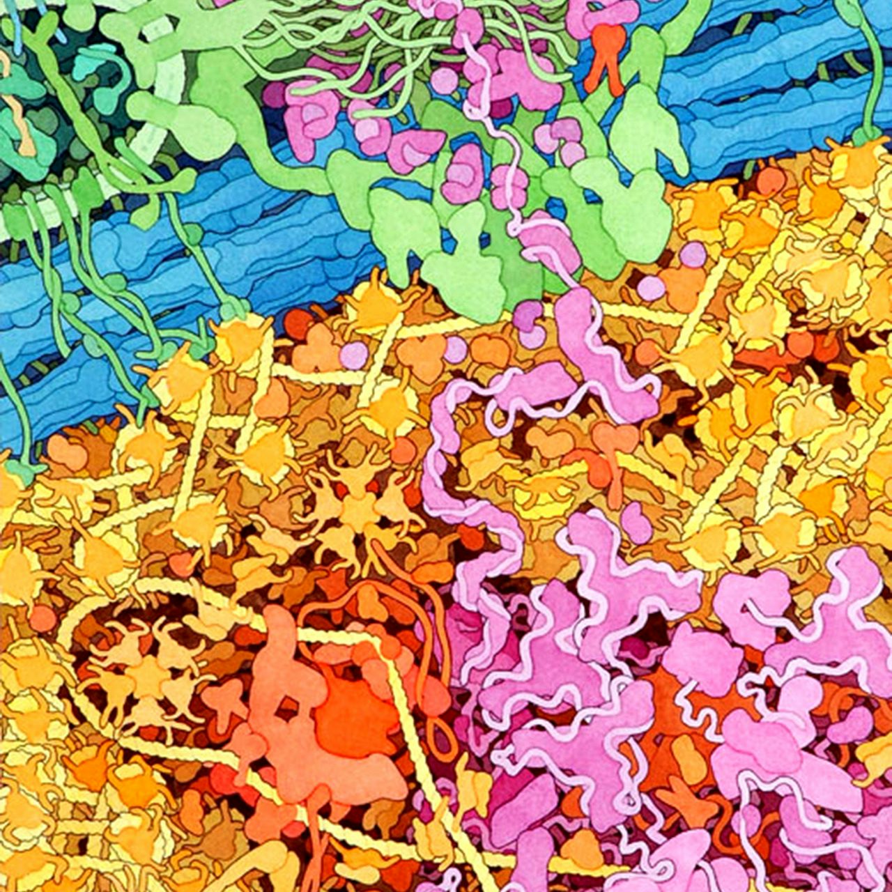 Machine learning the regulatory structure of cell states