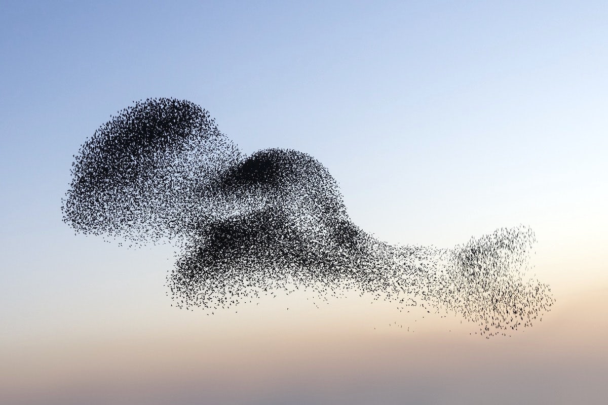 Murmurations of elliptic curves