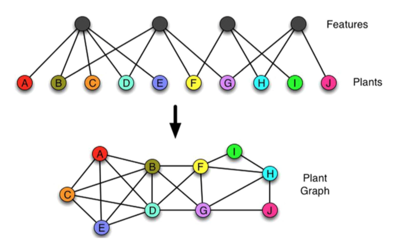 Image for the paper "Networks of plants: how to measure similarity in vegetable species"