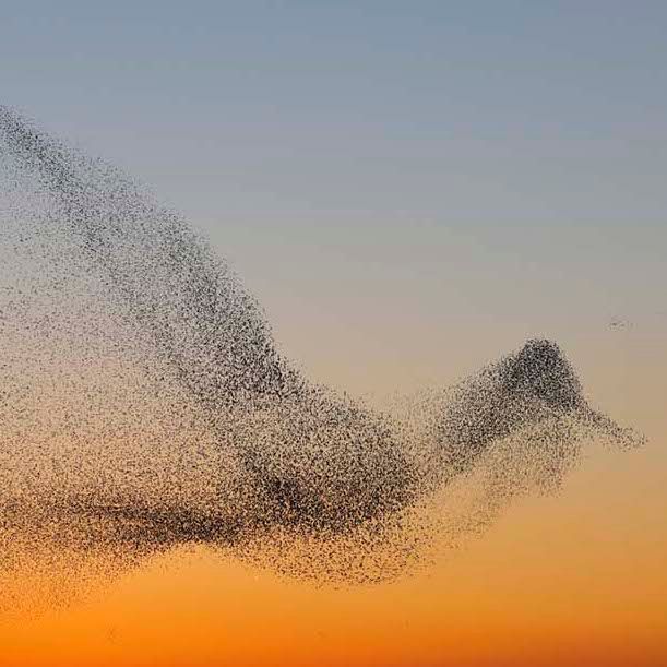 murmurations-of-elliptic-curves-lims